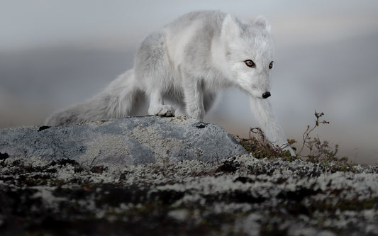 Fjellrev (1)