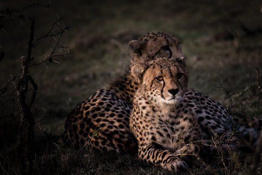 Gepard(2)