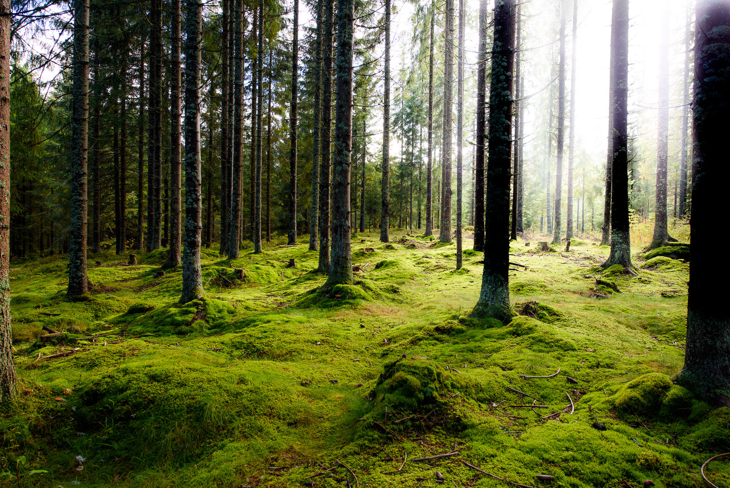 Nordmarka (3)