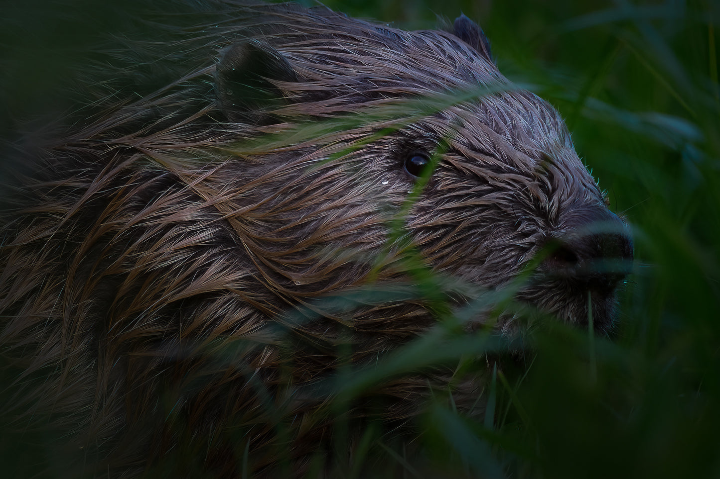 Bever (1)