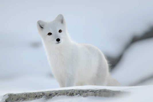Fjellrev (3)