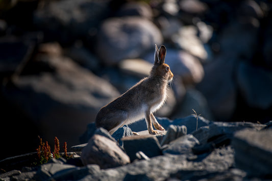 Hare (1)