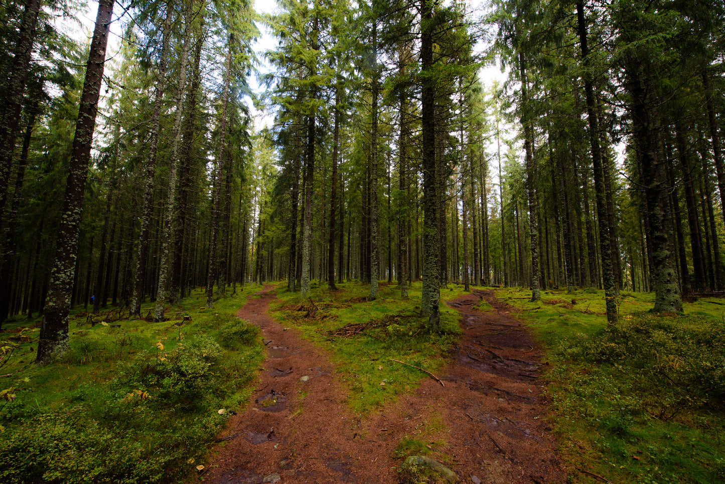 Nordmarka (5)