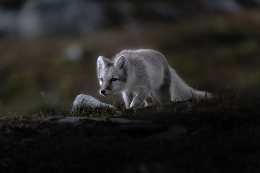 Fjellrev (6)