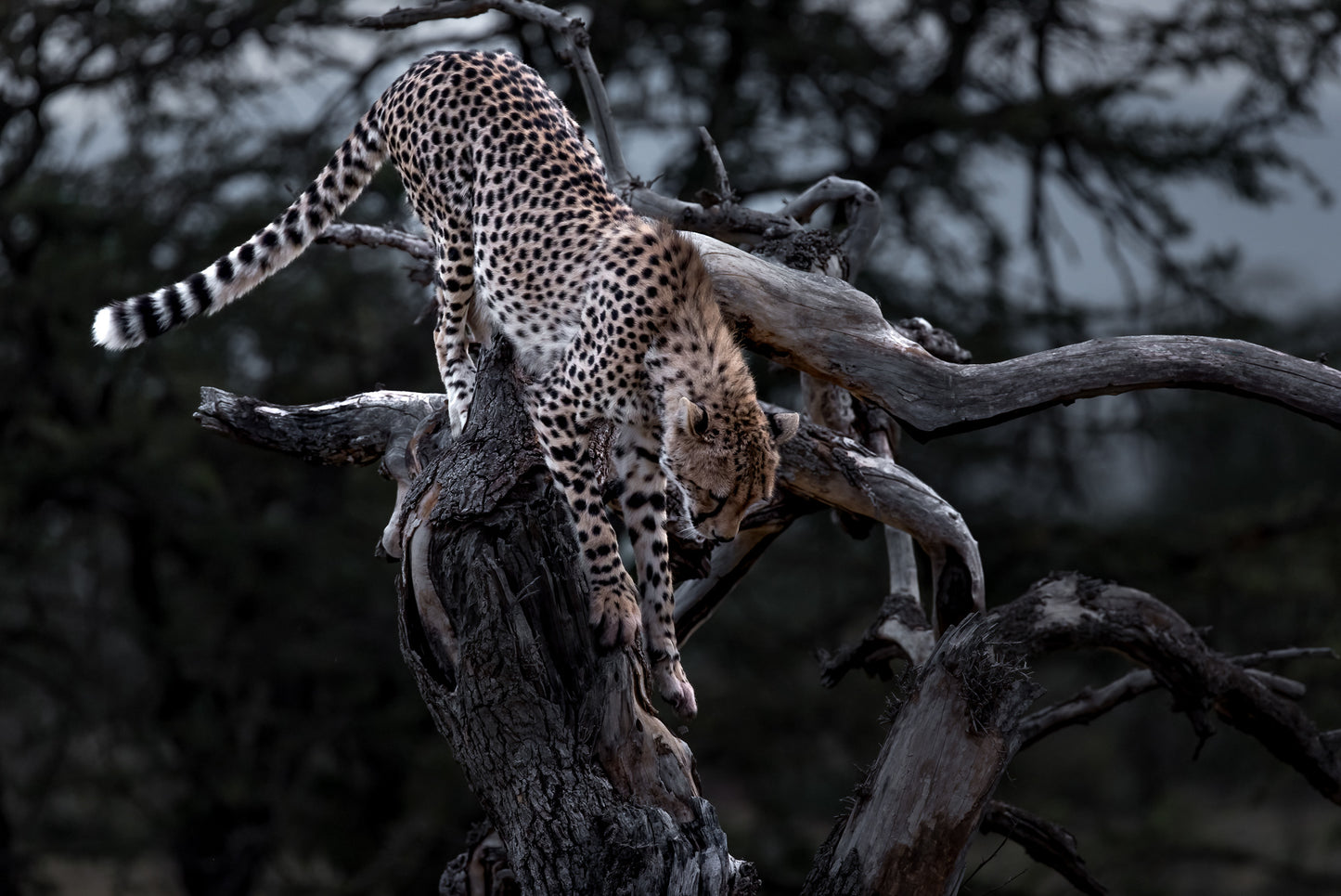 Gepard(1)