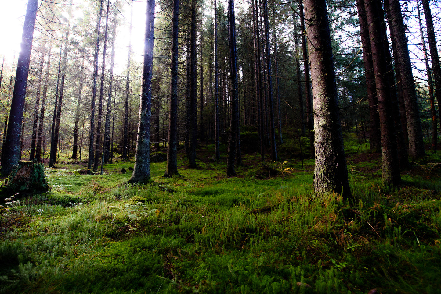 Nordmarka (4)
