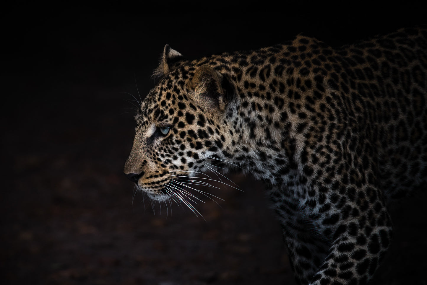 Leopard (1)