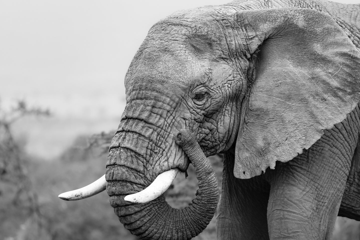 Elefant (1)